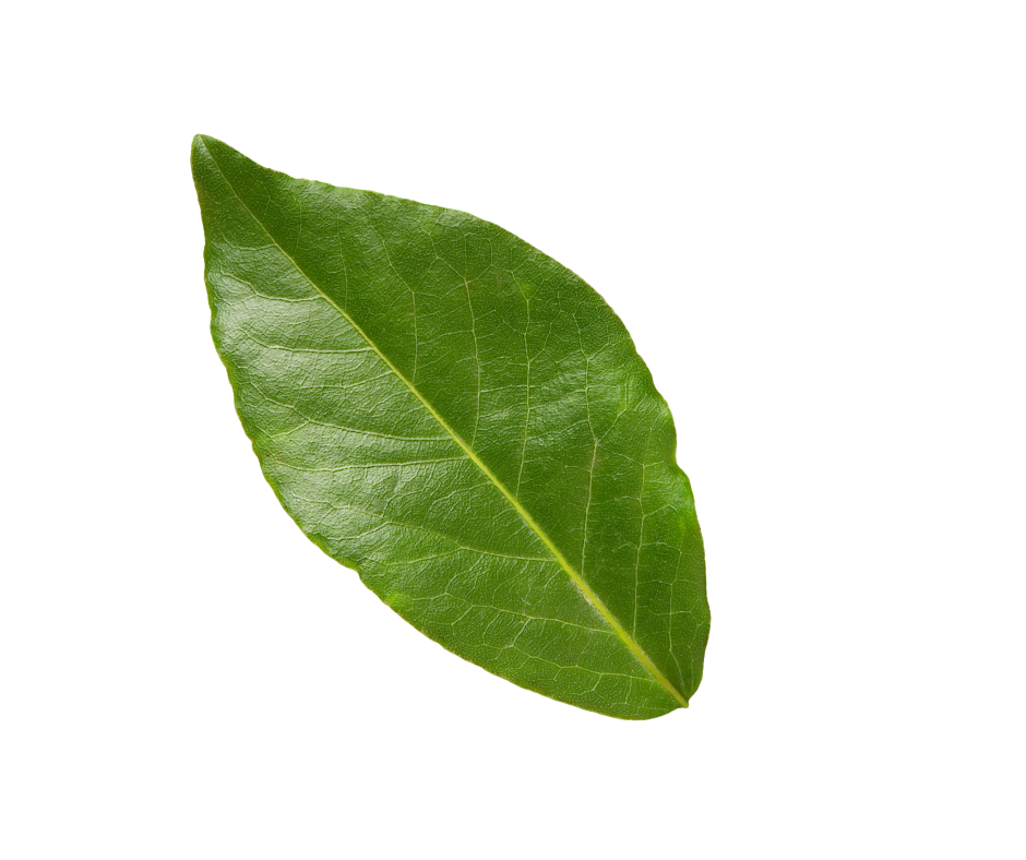 Etusivu Etusivu