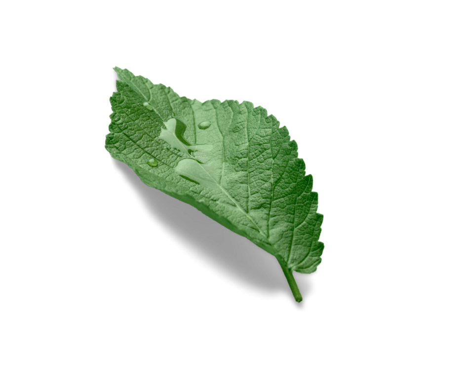 Etusivu Etusivu